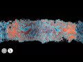 Captain Hook - Deep Into Nature (Extrawelt Remix) [Datagrama Visuals / 4K]