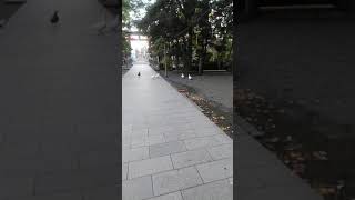 平塚八幡宮　アヒル🦆20211204#Shorts