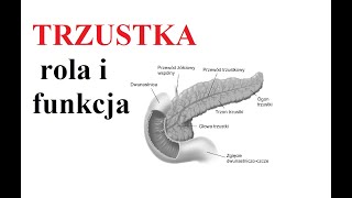 TRZUSTKA - rola i funkcje