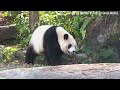 圓仔姐姐圓滾滾，戶外上班認真活動中 熊貓貓熊the giant panda yuan yuan and yuan bao 台北市立動物園