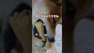 【柴犬】新しい骨で、物ボケを試みる　#shorts