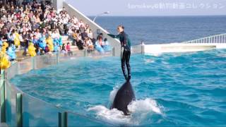 20140326【シャチパフォーマンス15時の回@鴨川シーワールド】 鴨川シーワールド,kamogawa sea world,Killer Whales,orca