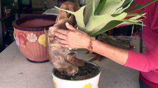 How to Trim a Staghorn Fern : Great Gardening