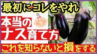 ナスの収量を何倍にもする最強の秘策とは！一番肝心な芽かきと3本仕立てのやり方♪支柱〜誘引〜収穫【家庭菜園・なすの育て方】