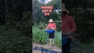 가지를 감 말랭이보다 10배 더 맛있는간식 레시피 #건강 #요리 #다이어트 #힐링 #farming