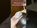 Hamster dreaming