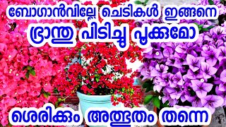 ബോഗാൻവില്ലേ ചെടികൾ ഇങ്ങനെ ഭ്രാന്ത്‌ പിടിച്ചു പൂക്കുമോ 😍|chedikal malayalam|poochedikal|in pot|Bougai