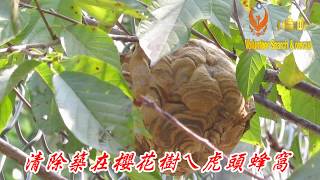 清除築在櫻花樹ㄟ虎頭蜂窩071025