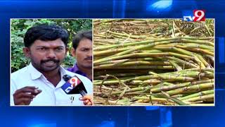 Sugarcane farmers struggle to cope up, seeking govt help | Navsari - Tv9