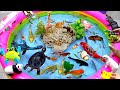 Catch Cute Animals, Rainbow Chicken, Rabbit, Turtle, Catfish, Crocodile, Sharks, Goldfish