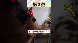 【2ch動物スレ】イッヌさんの陽キャっぷりが可愛い過ぎるｗｗｗ【犬特集】 #dog #2ch面白いスレ #2ch #癒し