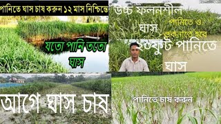 কোন  ঘাসেরা দেশের ঘাস নাকি বিদেশি নদীতে #ঘাস চাষ #কাটিং