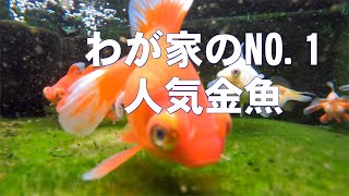 わが家のNO 1 人気金魚