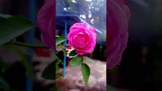 Today 's blossom #love #tamil #song #tamilsong #flower