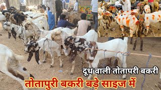 balahedi Bakra Mandi Rajasthan part 2 Kisan ke original rate totapari aur Mewati