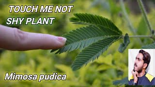 Mimosa pudica // Touch Me Not // Shy Plant // SLEEPY PLANT // SENSITIVE PLANT // ACTION PLANT