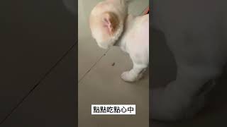 萌犬出擊