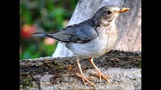 Bath of Tickell’s Thrush  (Female) - 2