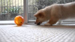 Corgi Can't Fetch Ball