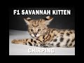 F1 Savannah Kittens Chirping - Cuteness overload!