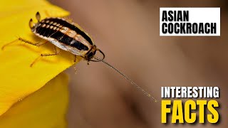 Amazing facts of Asian Cockroach | Interesting Facts | The Beast World