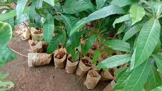 Madhuca longifolia, Mahuwa, Butter Tree, Mahua, ilippa tree saplings