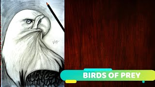 How to Draw a Bird/eagle drawing/step by step eagle drawing/eagle drawing for kids/wildlife drawing.
