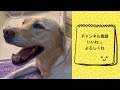 【 ラブラドール 】引っ張りっこ【 labradorretrievers 】