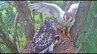 Tom Delivers An Eastern KINGSNAKE To Nest! 🐍 Angel Feeds It To Deyani! Window To Wildlife 6.23.23