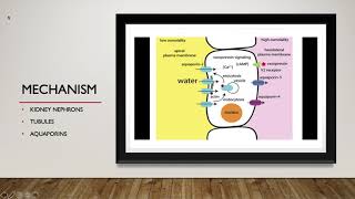 Vasopressin Presentation