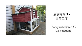 后院养鸡 （1） -  日常工作 Backyard Chicken (1) - Daily Care Routine