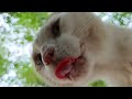 Cat Fight Compilation Video | 1080p