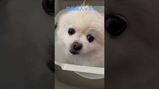 ポメラニアンまっちゅはお風呂好き#shorts #dog #pomeranian #ポメラニアン #キュート #ショート #もふもふ