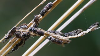 Nomia Bees - Peculiar Behaviour by a native Australian Bee (only males)