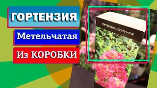 Гортензия из коробки. Что делать с саженцем весной?