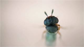 Samurai wasp hatching from a stinkbug egg