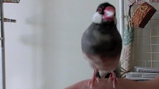 指よりやっぱり手乗り文鳥！？桜文鳥ほーちゃん 文鳥動画