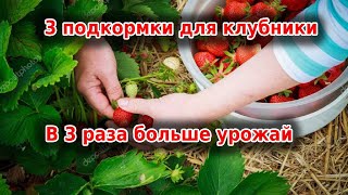 3 важных подкормки для клубники: в 3 раза больше урожая и ягода будет крупной