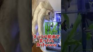 ネッコの動画で笑ったら負けｗｗｗ　#2ch #2ch動物スレ #2ch面白いスレ #動物 #犬 #猫 #癒やし #ねこ