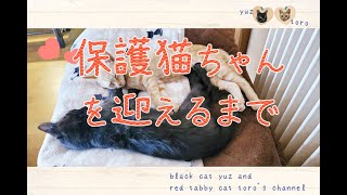 保護猫ちゃんを迎えたい！準備からトライアル開始までをまとめてみました