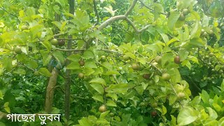 অস্ট্রেলিয়ান ম্যানিলা চেরি || কালো চেরি || Sweet Cheery🍒 IN Bangladesh || part - 3