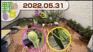 20220531　野菜の記録／屋上菜園