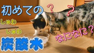 子猫に初めて炭酸水をみせてみた結果が可愛すぎた！The result of first showing carbonated water to the kitten was too cute!