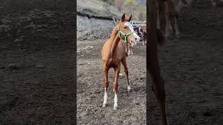 #horse НАШ КРАСАВЧИК НЕ ПРОДАЕТСЯ