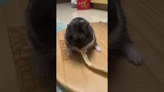 鼠鼠三兄妹 大牛也穩定下來可以在籠子外面吃東西 #hamsters #pets #倉鼠 #cute #仓鼠 #可愛い