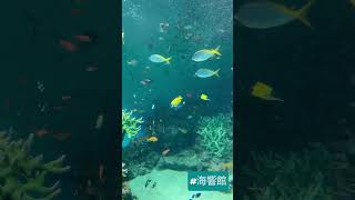 【海響館】サメもウツボも横切りまーす！