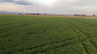 Flag Leaf Period Wheat 🌾Controls || Wheat Farming || Wheat Rust Diseases || 🌾