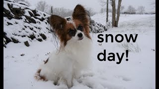 Percy the Papillon Dog: Snow Day!