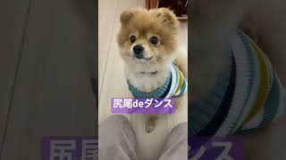 ポメラニアン、尻尾でダンス | #shorts #ポメラニアン #pomeranian #twice