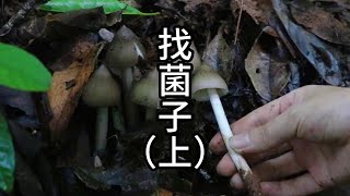 老乡带我找菌，看看这趟深山之旅会找到什么菌子！  #捡菌子  #原始森林 #西双版纳